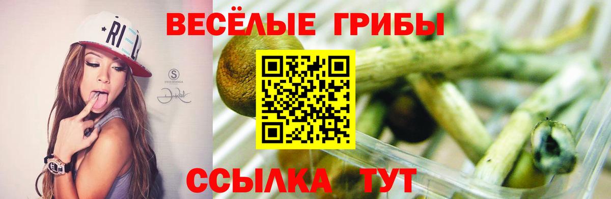 Асино  Псилоцибиновые грибы GOLDEN TEACHER  Псилоцибиновые грибы Cubensis  Вход с VPN 